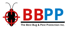 B.B.P.P. Wasps Removal Service Etobicoke -Free Consultation